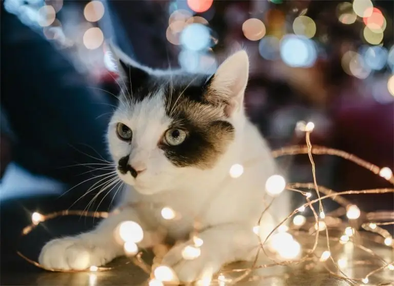 In this project, I was tasked with debugging and enhancing the functionality of a Pet Adoption Center application. The application aims to: Match Pets with Adopters: The program should match pets with potential adopters based on preferences like type, size, and age. Calculate Adoption Fees: It should correctly calculate the adoption fee based on the pet’s age. Add New Pets to the Adoption List: The application should allow the addition of new pets to the list, with warnings for duplicates. Write Unit Tests: I wrote unit tests to ensure that all functionalities work as expected. By the end of this project, I gained experience debugging code, working with dictionaries, lists, and conditionals, and writing test cases to validate the functionality.